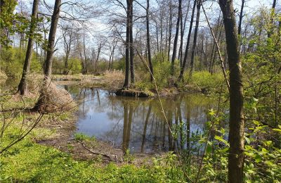 Historický park na predaj Dębe Wielkie, Ruda, województwo mazowieckie, Obrázok 8/24