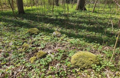 Historický park na predaj Dębe Wielkie, Ruda, województwo mazowieckie, Obrázok 10/24