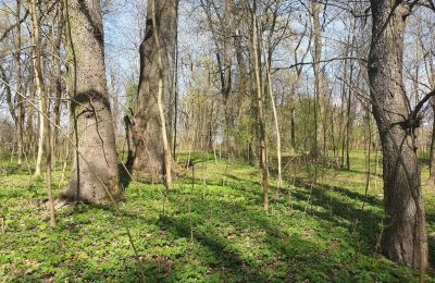 Historický park na predaj Dębe Wielkie, Ruda, województwo mazowieckie, Obrázok 12/24