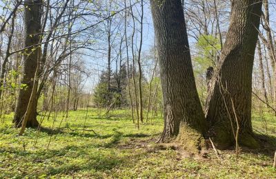 Historický park na predaj Dębe Wielkie, Ruda, województwo mazowieckie, Obrázok 19/24