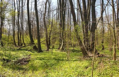 Historický park na predaj Dębe Wielkie, Ruda, województwo mazowieckie, Obrázok 21/24