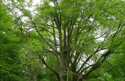 Zámok na predaj Gwoździany, Spółdzielcza 4a, województwo śląskie, Zámocký park