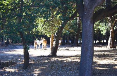 Kaštieľ na predaj Mallorca, Serra de Tramuntana, Cala Sant Vicenç, Baleárijské ostrovy, Obrázok 10/14