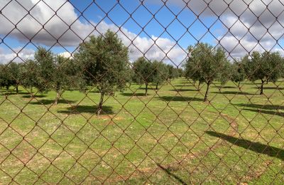 Statok na predaj Almagro, Almagro, Castilla-La Mancha, Nehnuteľnosť